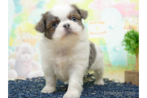 成約済の千葉県のミックス犬-219708の4枚目